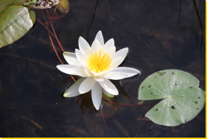 White Water Lily