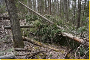 Wolf Lake Loop Trail maintenance