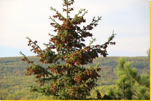 Fir laden with cones on SLBM Trails (2017-10-02)
