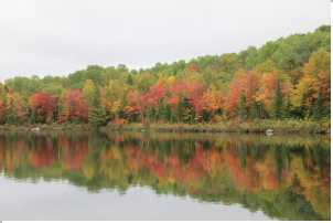 Sugar Maples @ Beaver Pond 2018-10-03